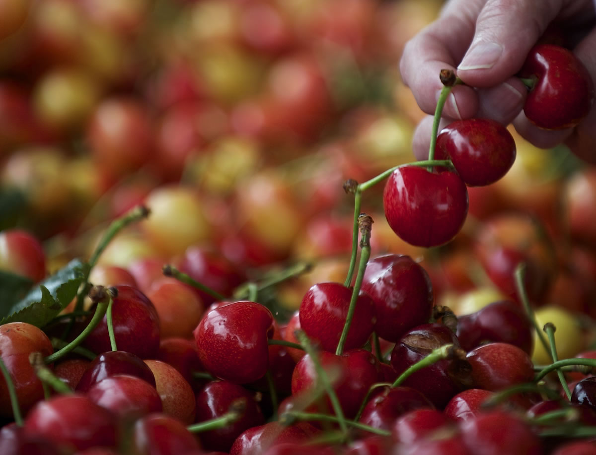 Shoppers grab cherries at the Camas Farmer's Market on opening day Wednesday.