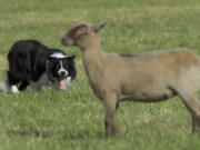 Scoop, handled by Bryan White, drives a lamb during the Lacamas Valley Sheep Dog Trial outside Camas on Saturday.