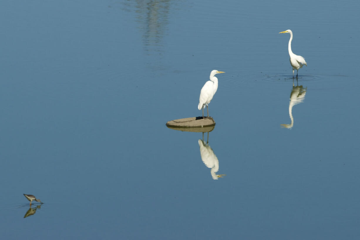 Two snowy egrets hunt for food with other birds during a warm, sunny Thursday near the Port of Vancouver.