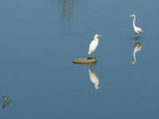 Two snowy egrets hunt for food with other birds during a warm, sunny Thursday near the Port of Vancouver.