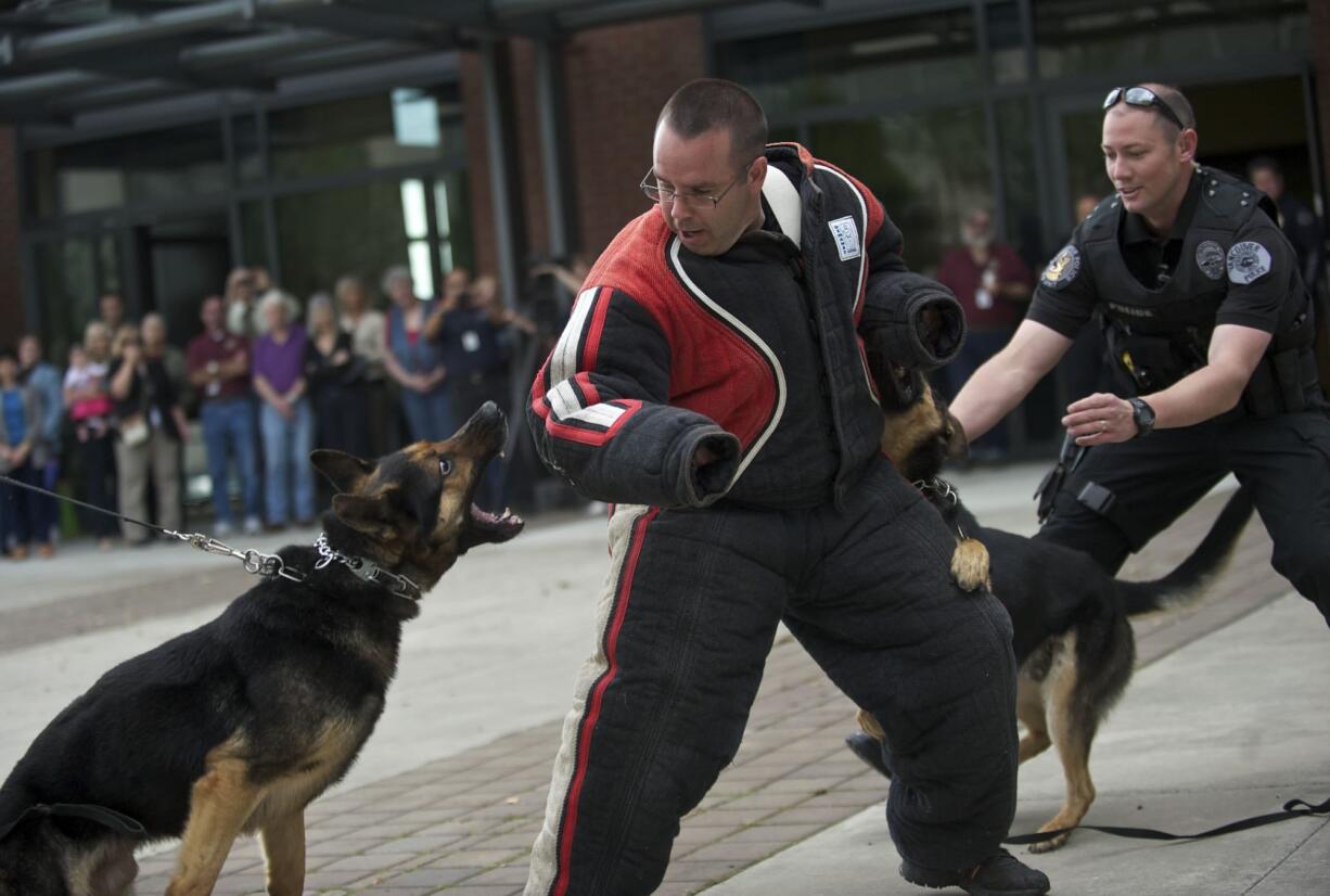 The Skamania County Sheriff's Office's new tracking dog, Arai, prepares to bite Clark County sheriff's Deputy Brian Ellithorpe during a demonstration of the tracking methods the dogs use. Vancouver Officer Ryan Starbuck watches as his dog, Ory, also latches on.