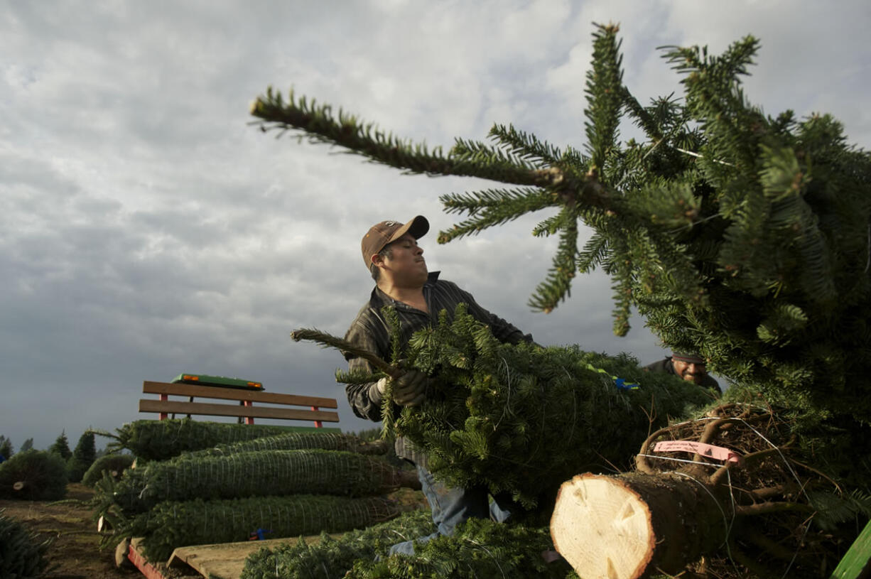 Felipe Gervecio, left, and Luiz Flores use a chain saw to cut trees, which then are sorted by height and species before shipping.