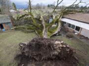 A huge oak tree lies across the property of Barrett Goddard in Ridgefield on Monday. The oak fell in a windstorm on Monday, destroying part of Goddard's home.