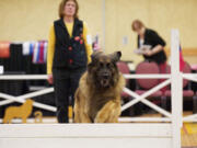 Jody Woodruff and Biscuit compete at the 2013 Leos and Clark Leonberger Club of America National Specialty Show at the Vancouver Convention Center on Thursday.