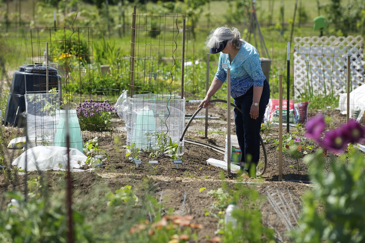 Janet Kelly waters a demonstration plot sponsored by the Growing Groceries program at the 78th Street Heritage Farm.