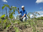 Sean Hawes, 28, of Vancouver places cages over his tomatoes Sunday at the Heritage Farm in Hazel  Dell.