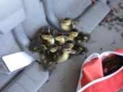 Ten ducklings temporarily took shelter in the back of Vancouver City Councilor Bart Hansen's minivan.