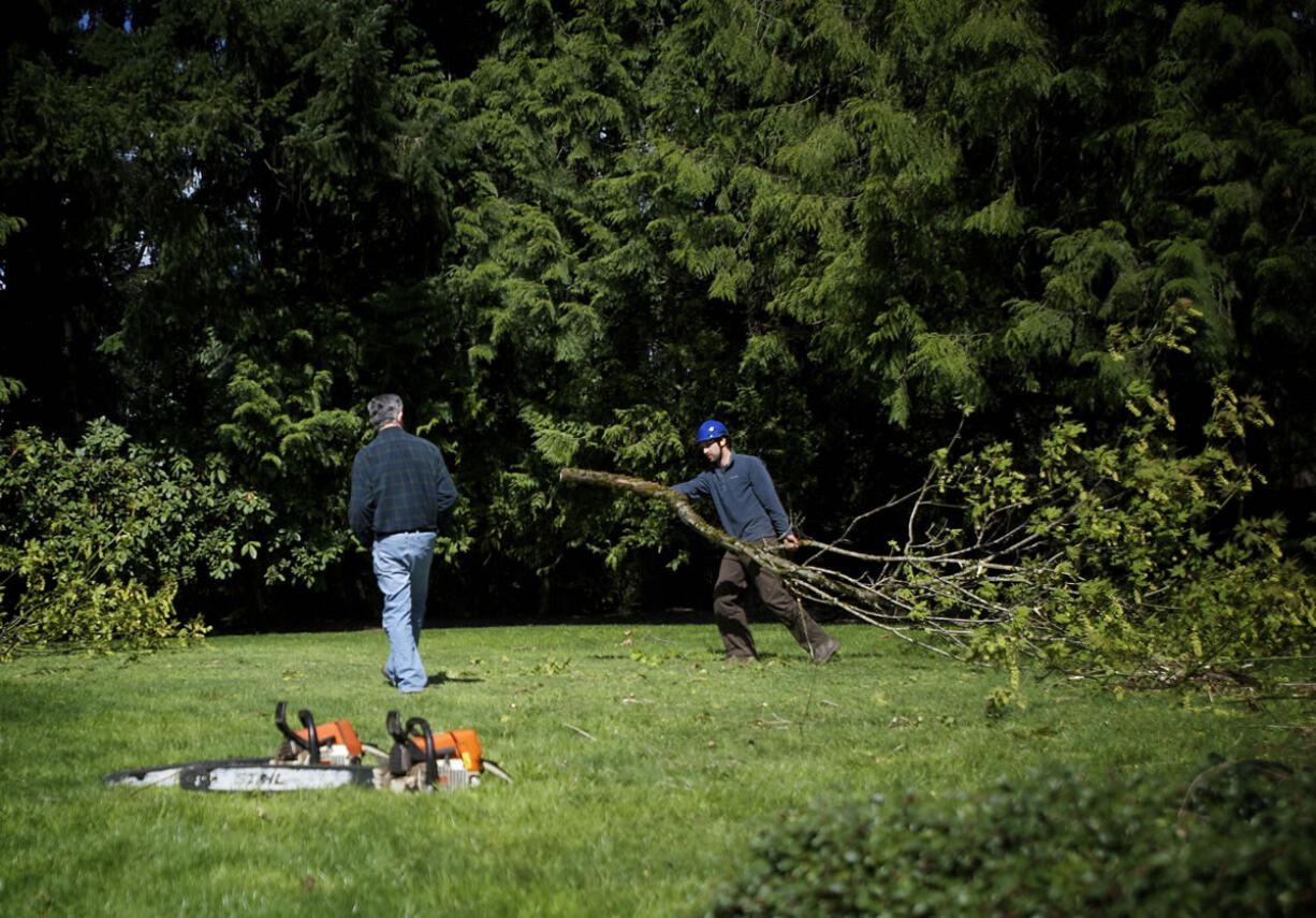 Integrity Tree Care's Gabe Watson drags off a large branch as a crew removes a large leaf maple tree.