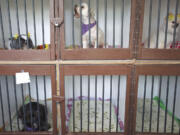 Even a fashionable purple scarf and new haircut isn't enough to quell one dog's case of jailhouse blues, center, as it howls from behind bars next to other pets waiting for their owners Monday at Franko's Dog and Cat Grooming. Franko's, 2704 E. Evergreen Blvd., celebrates its 30th anniversary this November. The family run business was started by Eileen Davis.