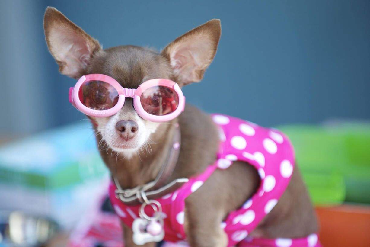 Penny, a teacup Chihuahua, sits with her owner, Dominique Shaver of Vancouver, outside the Marshall Community Center on Monday.