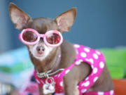 Penny, a teacup Chihuahua, sits with her owner, Dominique Shaver of Vancouver, outside the Marshall Community Center on Monday.