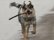 This image of Columbian photographer Steve Lane's dog Cooper, an Australian cattle dog mix, is an example of a photo that could make it on the cover of a homemade calendar. Send your own 2013 calendar's cover photo to stover.harger@columbian.com by Dec.