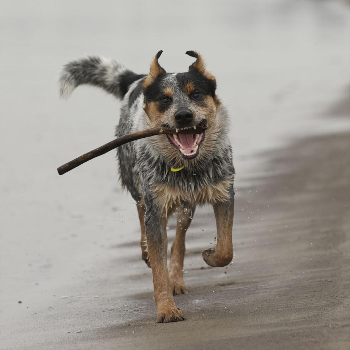 This image of Columbian photographer Steve Lane's dog Cooper, an Australian cattle dog mix, is an example of a photo that could make it on a homemade calendar. Send your own 2013 calendar's cover photo to stover.harger@columbian.com by Dec.