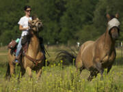 Steven Lane/The Columbian
Mandy Wilson started the Dauntless Equine Response Team in March. The horse she's riding, Sugar, already is certified to go on searches. Her other horse, Fred, is going through the process. Fred is wearing a fly mask while out on the pasture on a hot day.