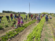 Children who have been homeless or impoverished often don't feel at home in regular classrooms; the At Home At School program strives to provide real-world educational experiences for them -- like planting and weeding at Clark County's 78th Street Heritage Farm.