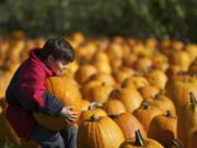 Tiger Wood, of Vancouver, picks out a pumpkin at Joe's Place Farm on Saturday.