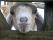 Maple, a goat being raised by Clark County 4-H member Zoey Scott, was one of three that vanished last week.