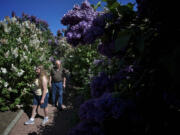 Kendra Woodbury, 22, and her grandfather Arland Sanborn, 71, stroll through the Hulda Klager Lilac Gardens during Lilac Days in Woodland on Sunday. Woodbury, who lives in Enumclaw, is spending a week with her grandparents, who live in  Redmond, Ore.