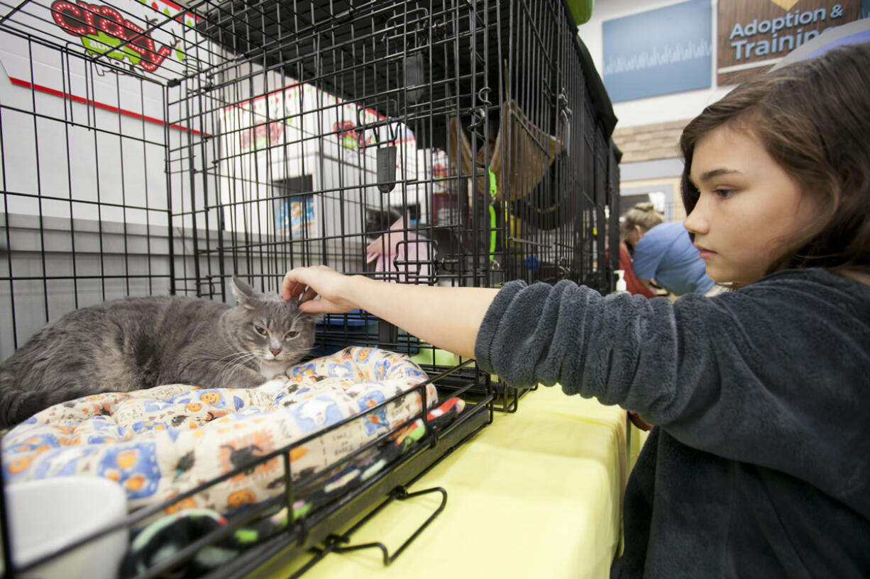 Jade Saiz, 10, a volunteer for Rescue Paws in Longview, pets Kitty, who is up for adoption after her owner was moved to an adult family home.