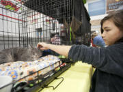 Jade Saiz, 10, a volunteer for Rescue Paws in Longview, pets Kitty, who is up for adoption after her owner was moved to an adult family home.