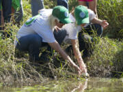 Chelsea Garner, 17, left, and Kaye Mitkos-Goff, 15, U.S. Youth Conservation Corps members from La Center, release a western pond turtle into the wild Wednesday in the Columbia River Gorge.