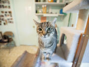 Sadie, an adult tabby, perches on a play structure at Furry Friends&#039; halfway house.