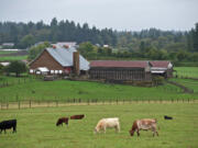 Cattle graze in a field near Northwest Hillhurst Road in Ridgefield.