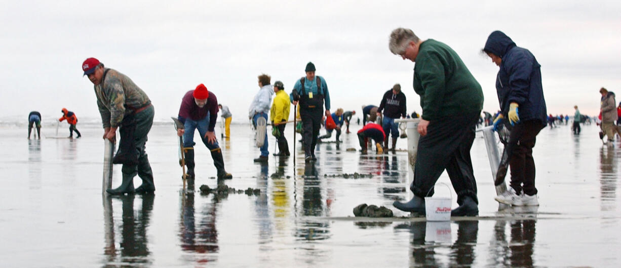 Clam digging: Lots of fun at the beach and with a tasty treat to take home.