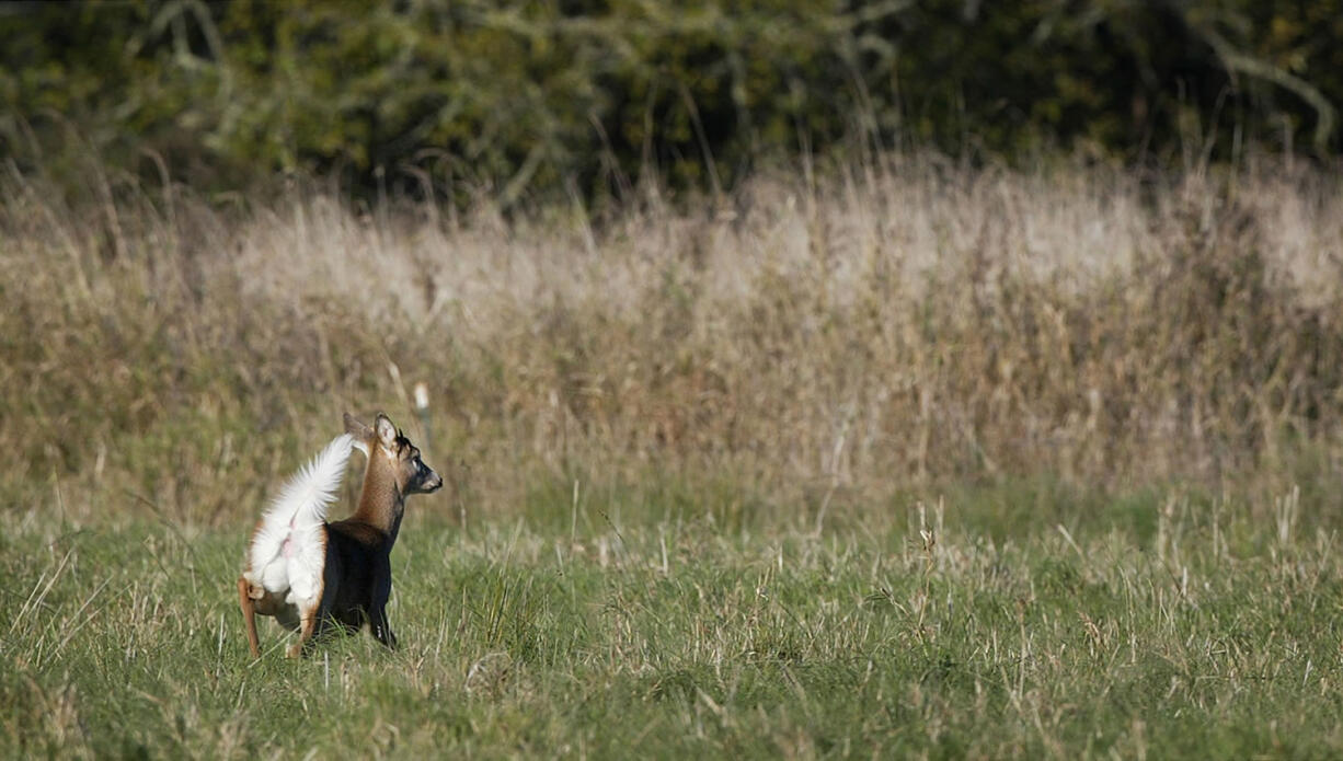 A Columbian white-tailed deer runs through a field on the Julia Butler Hansen Refuge near Cathlamet in October 2003.