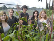 Washougal: Excelsior High School students Emily Head, from left, Qyuressa Zehner, Matt MacIntosh, Randee Schneider and Kayla Head get ready in mid-September to harvest the results of their efforts in the school's educational gardens.