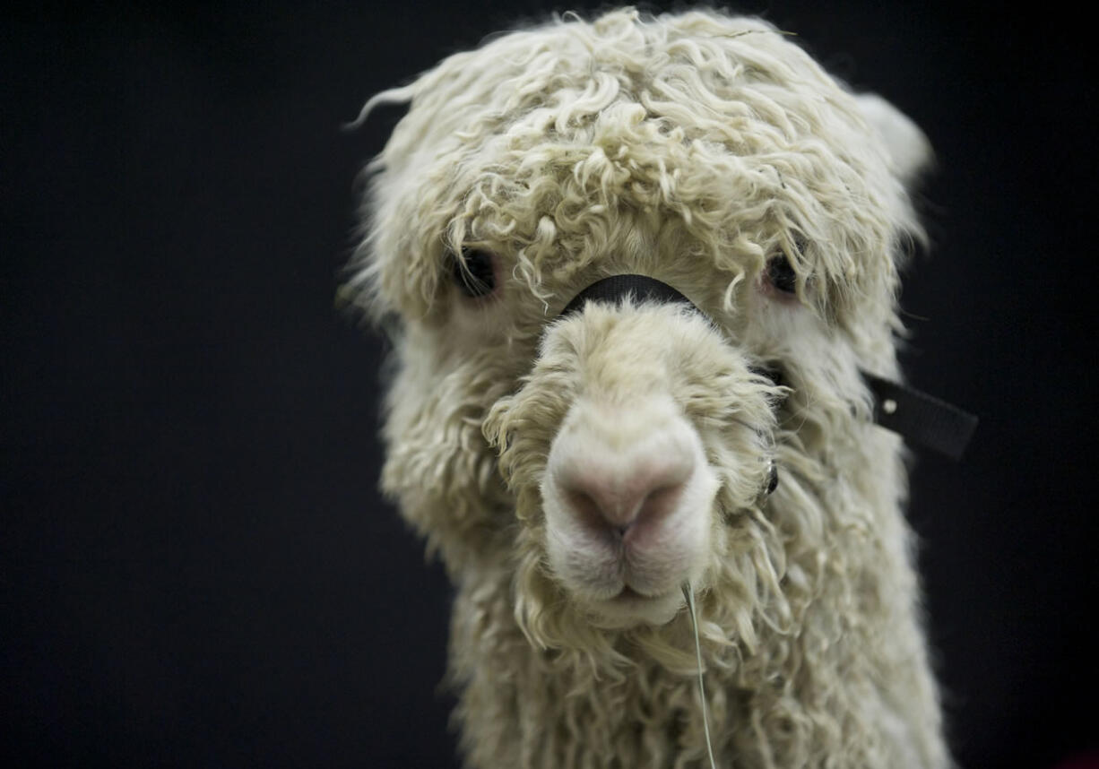 A Suri alpaca takes in the sights and sounds.