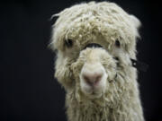 A Suri alpaca takes in the sights and sounds.