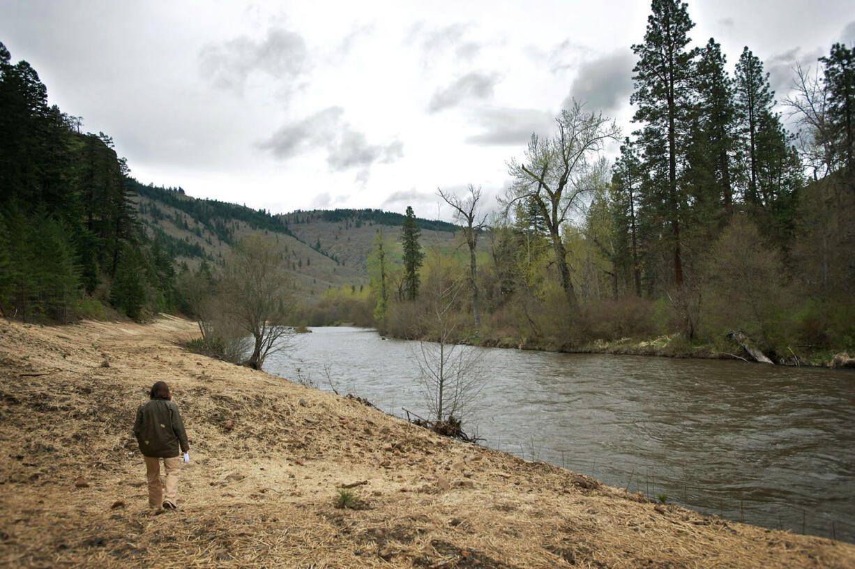 Lindsay Cornelius, a stewardship lead with the Columbia Land Trust, walks along the bank of the Klickitat River where an old haul road was recently removed. The area is already showing signs of new life as work continues.