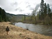 Lindsay Cornelius, a stewardship lead with the Columbia Land Trust, walks along the bank of the Klickitat River where an old haul road was recently removed. The area is already showing signs of new life as work continues.