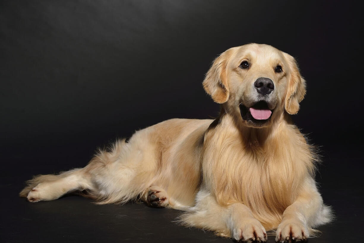 Coda, Ridgefield resident Maryke Nau's golden retriever, will participate in a dog show at the Clark County Event Center at the Fairgrounds this weekend.