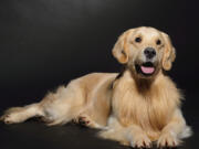 Coda, Ridgefield resident Maryke Nau's golden retriever, will participate in a dog show at the Clark County Event Center at the Fairgrounds this weekend.