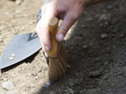 Caitlin Wichlacz, Washington State University Vancouver teaching assistant, brushes dirt from a ceramic fragment.