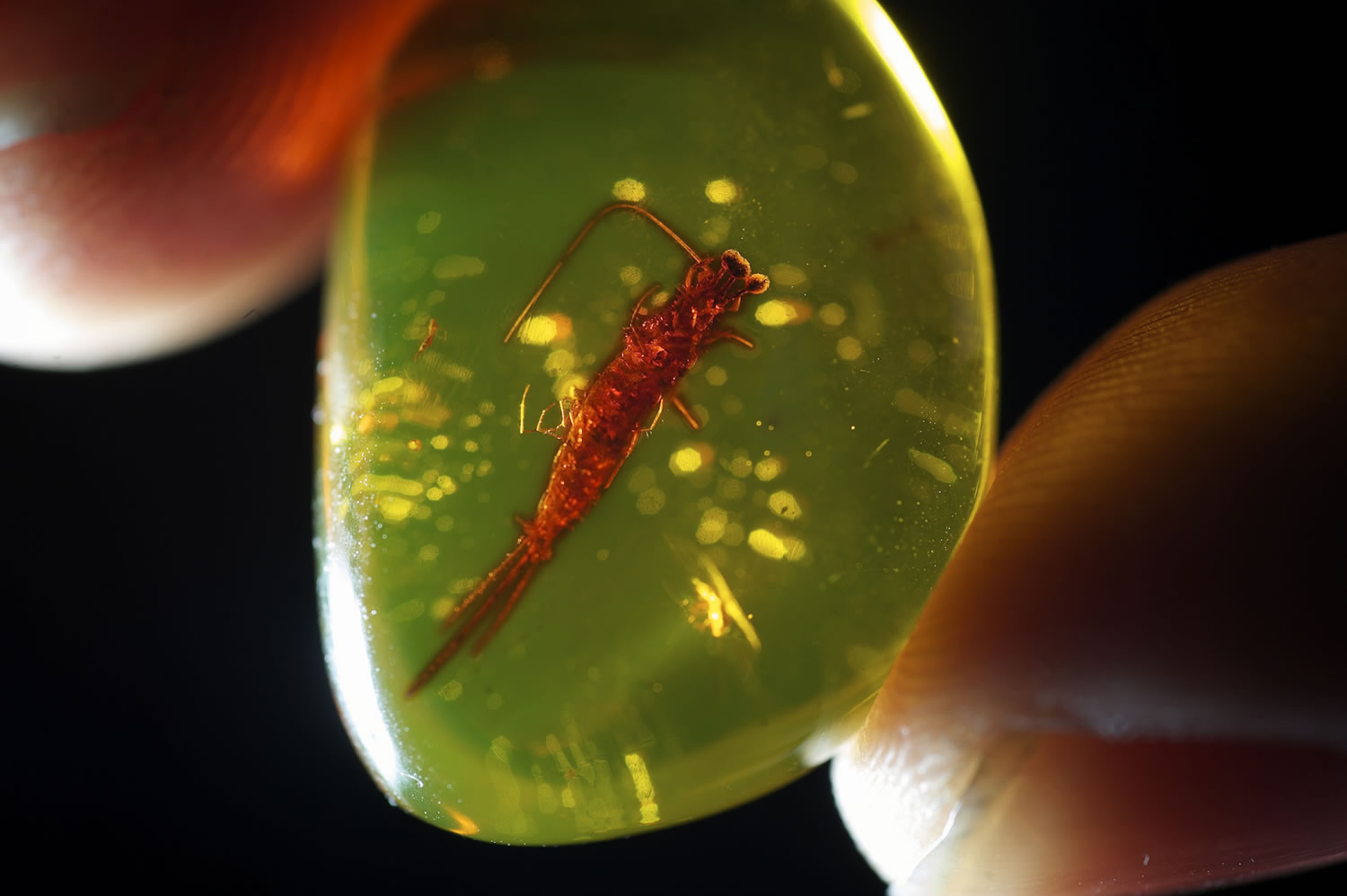 Tom Handley holds a piece of Baltic amber with a small insect-like creature from the Eocene Period that's been trapped inside.