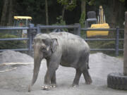 Rose-Tu, a mother elephant, ambles around her enclosure at the Oregon Zoo in July 2013.