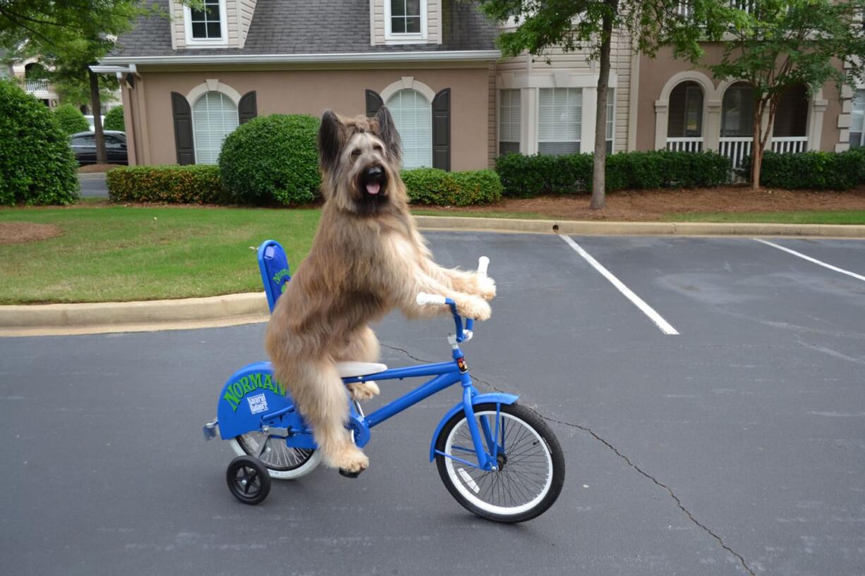 Norman the Scooter Dog, which was born in Vancouver, has a weekly gig on Animal Planet.