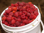 The raspberry harvest in Southwest Washington fell by 16 percent this year, with the most likely reason being farmers turning to more profitable crops.