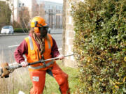 Stacey Wills, a grounds maintenance worker for the city of Vancouver, prunes shrubs in November 2014 on East Mill Plain.