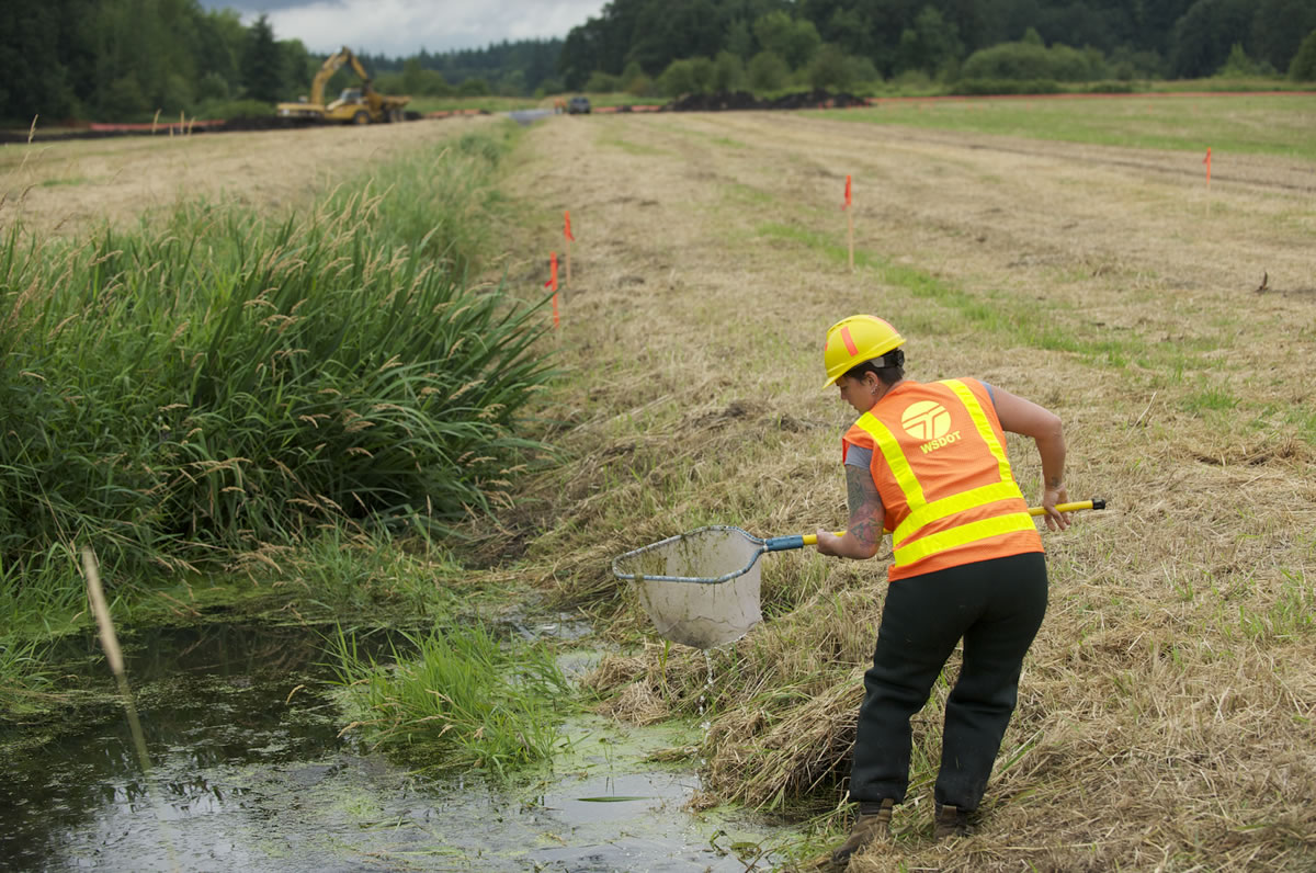 A wetland mitigation project connected to the widening of Highway 502 between I-5 and Battle Ground, is underway near N.E. 67th Avenue, Friday, July 20, 2012.