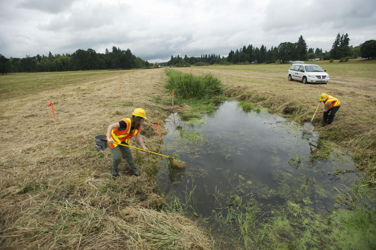 Steven Lane/The Columbian
A wetland mitigation project connected to the widening of Highway 502 between Interstate 5 and Battle Ground, is underway near Northeast 67th Avenue. On Friday, WSDOT employees Angie Haffie, left, and Michelle Jacobs-Brown netted fish, frogs and other critters from Mill Creek to be relocated away from the project.