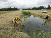 Steven Lane/The Columbian
A wetland mitigation project connected to the widening of Highway 502 between Interstate 5 and Battle Ground, is underway near Northeast 67th Avenue. On Friday, WSDOT employees Angie Haffie, left, and Michelle Jacobs-Brown netted fish, frogs and other critters from Mill Creek to be relocated away from the project.