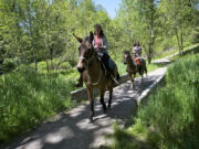 Pattie Wise, foreground, 52, of Woodland, rides her mule Harley with her daughter Annie, 19, following on her horse Scout at Whipple Creek Park on May 1.