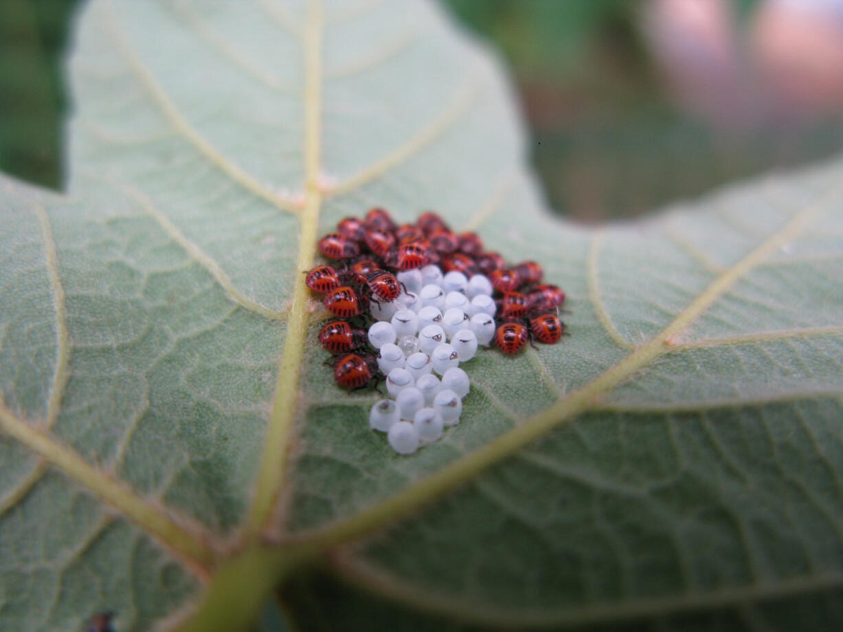 Juvenile brown marmorated stink bugs