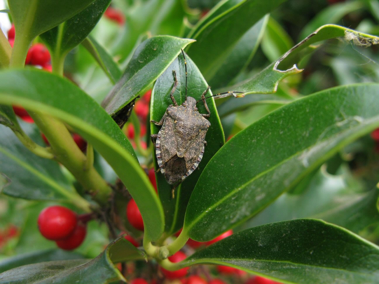 An adult, left, and juvenile, below, brown marmorated stink bugs.