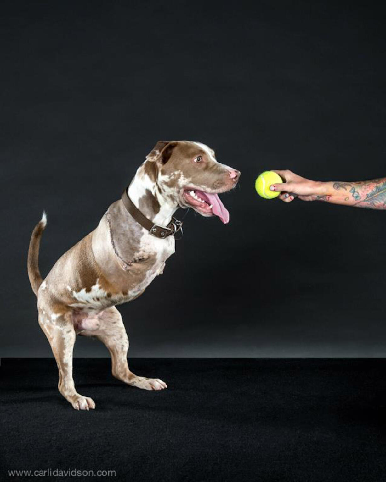 London, a 6-month-old pitbull, allegedly had his front legs purposely broken by his previous owners.