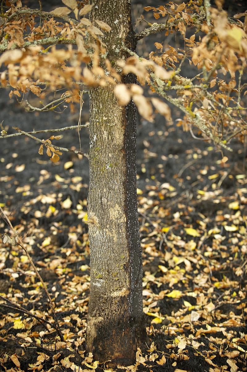 An Oregon white ash was charred last week by a fire at the Steigerwald Lake National Wildlife Refuge.